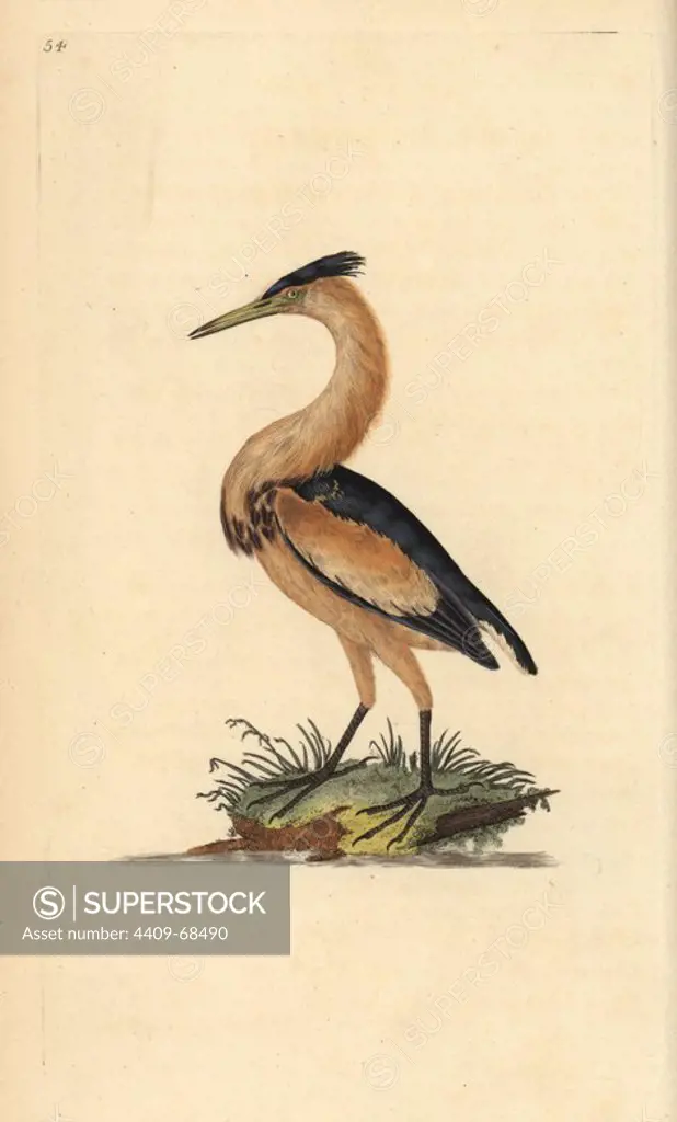 Little bittern, Ixobrychus minutus. Handcoloured copperplate drawn and engraved by Edward Donovan from his own "Natural History of British Birds," London, 1794-1819. Edward Donovan (1768-1837) was an Anglo-Irish amateur zoologist, writer, artist and engraver. He wrote and illustrated a series of volumes on birds, fish, shells and insects, opened his own museum of natural history in London, but later he fell on hard times and died penniless.