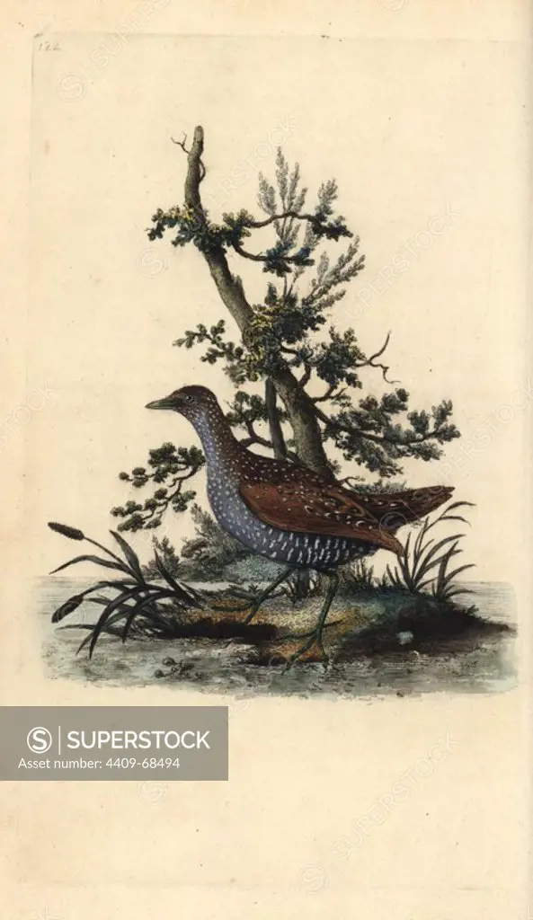 Spotted crake, Porzana porzana. Handcoloured copperplate drawn and engraved by Edward Donovan from his own "Natural History of British Birds," London, 1794-1819. Edward Donovan (1768-1837) was an Anglo-Irish amateur zoologist, writer, artist and engraver. He wrote and illustrated a series of volumes on birds, fish, shells and insects, opened his own museum of natural history in London, but later he fell on hard times and died penniless.