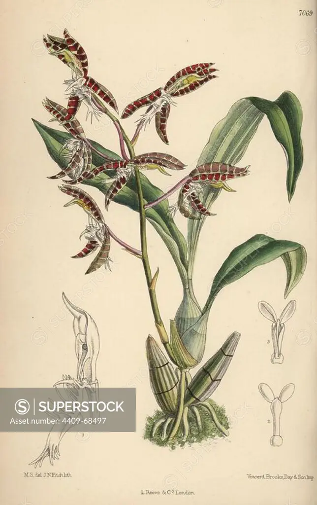 Catasetum garnettianum, orchid native to the Amazon river. Hand-coloured botanical illustration drawn by Matilda Smith and lithographed by E. Bates from Joseph Dalton Hooker's "Curtis's Botanical Magazine," 1889, L. Reeve & Co. A second-cousin and pupil of Sir Joseph Dalton Hooker, Matilda Smith (1854-1926) was the main artist for the Botanical Magazine from 1887 until 1920 and contributed 2,300 illustrations.