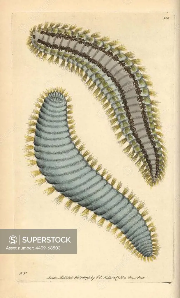 Yellow-haired terebella, Terebella flavicoma. Tube forming marine polychete worm with filamentous tentacles. Illustration signed RN (Richard Nodder).. Handcolored copperplate engraving from George Shaw and Frederick Nodder's "The Naturalist's Miscellany" 1796.. Frederick Polydore Nodder (1751~1801) was a gifted natural history artist and engraver. Nodder honed his draftsmanship working on Captain Cook and Joseph Banks' Florilegium and engraving Sydney Parkinson's sketches of Australian plants. He was made "botanic painter to her majesty" Queen Charlotte in 1785. Nodder also drew the botanical studies in Thomas Martyn's Flora Rustica (1792) and 38 Plates (1799). Most of the 1,064 illustrations of animals, birds, insects, crustaceans, fishes, marine life and microscopic creatures for the Naturalist's Miscellany were drawn, engraved and published by Frederick Nodder's family. Frederick himself drew and engraved many of the copperplates until his death. His wife Elizabeth is credited as p