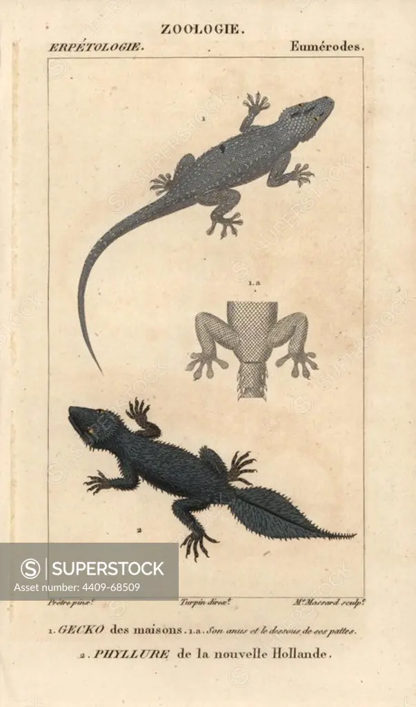 House gecko, gecko des maisons, Hemidactylus frenatus, and broad-tailed gecko, phyllure de la nouvelle hollande, Phyllurus platurus. Handcoloured copperplate stipple engraving from Jussieu's "Dictionnaire des Sciences Naturelles" 1816-1830. The volumes on fish and reptiles were edited by Hippolyte Cloquet, natural historian and doctor of medicine. Illustration by J.G. Pretre, engraved by Madame Massard, directed by Turpin, and published by F. G. Levrault. Jean Gabriel Pretre (1780~1845) was painter of natural history at Empress Josephine's zoo and later became artist to the Museum of Natural History.