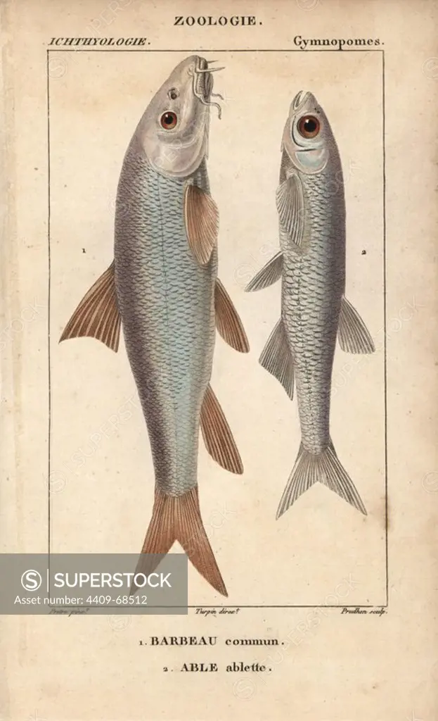 Barbel, barbeau commun, Barbu barbu, and bleak, able, ablette, Alburnus alburnus. Handcoloured copperplate stipple engraving from Jussieu's "Dictionnaire des Sciences Naturelles" 1816-1830. The volumes on fish and reptiles were edited by Hippolyte Cloquet, natural historian and doctor of medicine. Illustration by J.G. Pretre, engraved by Prudhon, directed by Turpin, and published by F. G. Levrault. Jean Gabriel Pretre (1780~1845) was painter of natural history at Empress Josephine's zoo and later became artist to the Museum of Natural History.