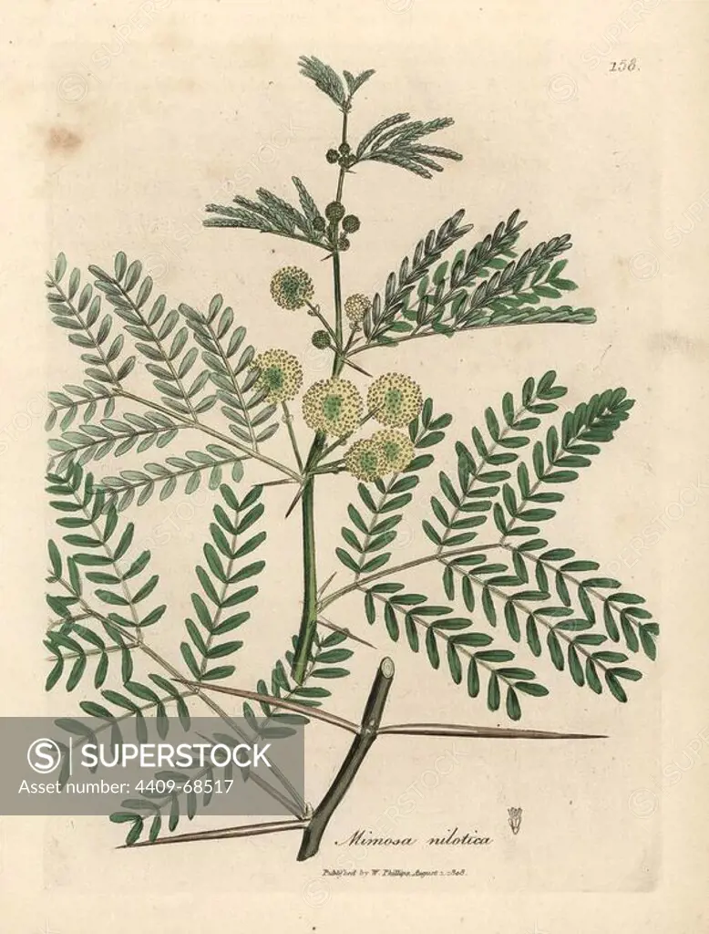 Gum arabic tree, Acacia nilotica. Handcoloured copperplate engraving from a botanical illustration by James Sowerby from William Woodville and Sir William Jackson Hooker's "Medical Botany," John Bohn, London, 1832. The tireless Sowerby (1757-1822) drew over 2, 500 plants for Smith's mammoth "English Botany" (1790-1814) and 440 mushrooms for "Coloured Figures of English Fungi " (1797) among many other works.