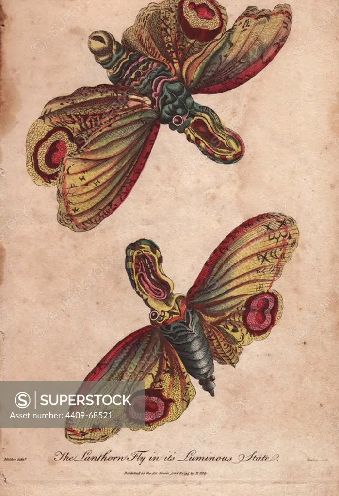 Lanthorn fly or Lantern fly in its luminous state. Fulgora lanternaria. Hand-colored copperplate engraving from a drawing by Mulder from Ebenezer Sibly's "Universal System of Natural History" 1794. The prolific Sibly published his Universal System of Natural History in 1794~1796 in five volumes covering the three natural worlds of fauna, flora and geology. The series included illustrations of mythical beasts such as the sukotyro and the mermaid, and depicted sloths sitting on the ground (instead of hanging from trees) and a domesticated female orang utan wearing a bandana. The engravings were by J. Pass, J. Chapman and Barlow copied from original drawings by famous natural history artists George Edwards, Albertus Seba, Maria Sybilla Merian, and Johann Ihle.