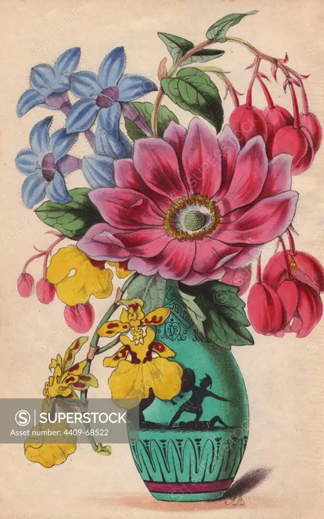 Greek vase with hindsia violacea, oncidium pelicanum orchid, begonia and leadwort. Lithograph designed and coloured by James Andrews from Robert Tyas' "Flowers from Foreign Lands," London, 1853, Houlston and Stoneman. Little is known about the artist James Andrews (1801~1876) apart from his work. This gifted artist taught flower-painting to young ladies and published a treatise Lessons in Flower Painting in 1835. Blunt calls him "an illustrator of sentimental flower books," but admits that he was "very talented." His signature JA can be found in many botanical gift books for publisher Robert Tyas from The Sentiment of Flowers (1836) to Flowers from Foreign Lands (1853). He went on to illustrate Mrs. Lee's Trees, Plants and Flowers (1854), Edward Henderson's Illustrated Bouquet (1857~1864), and Rev. Honywood Dombrain's Floral Magazine (1862~1866). He also provided the illustrations for the gardening magazine The Florist, Fruitist and Garden Miscellany, which ran from 1848 to 1857.