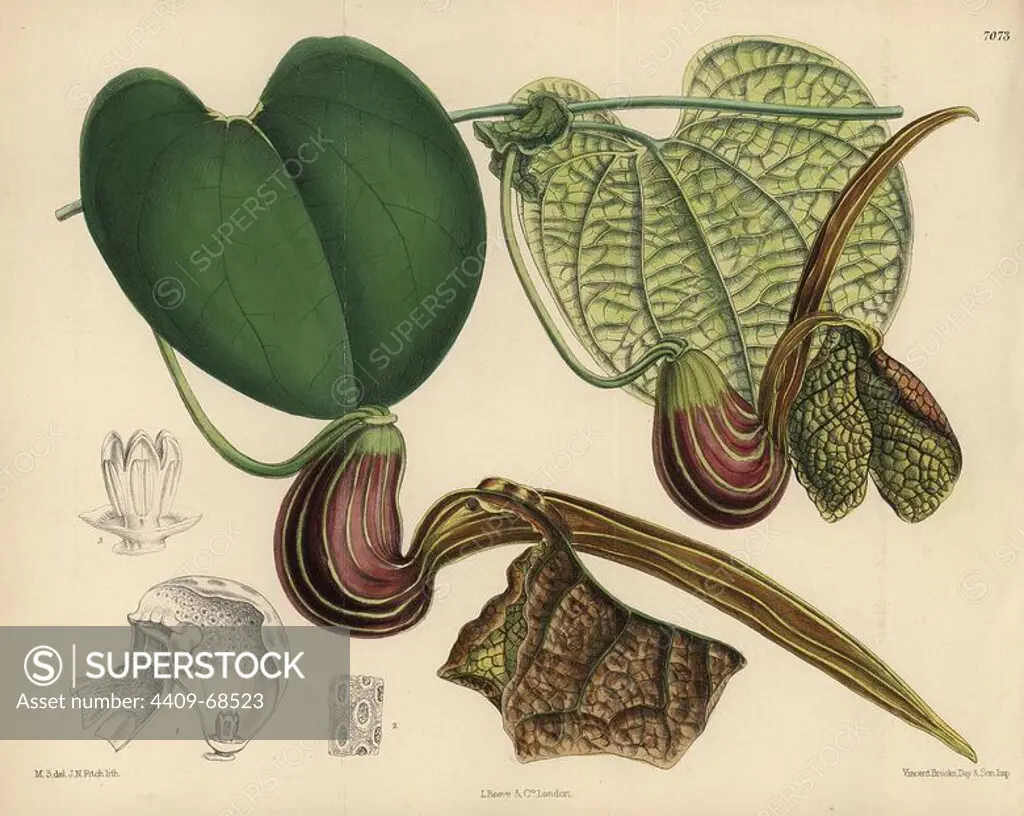 Aristolochia hians, birthwort or Dutchman's pipe native to Venezuela. Hand-coloured botanical illustration drawn by Matilda Smith and lithographed by J.N. Fitch from Joseph Dalton Hooker's "Curtis's Botanical Magazine," 1889, L. Reeve & Co. A second-cousin and pupil of Sir Joseph Dalton Hooker, Matilda Smith (1854-1926) was the main artist for the Botanical Magazine from 1887 until 1920 and contributed 2,300 illustrations.