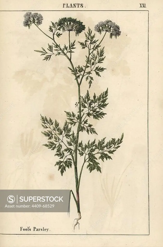 Fool's parsley Aethusa cynapium. Chromolithograph from "The Instructive Picturebook, or Lessons from the Vegetable World," Charlotte Mary Yonge, Edinburgh, 1858.