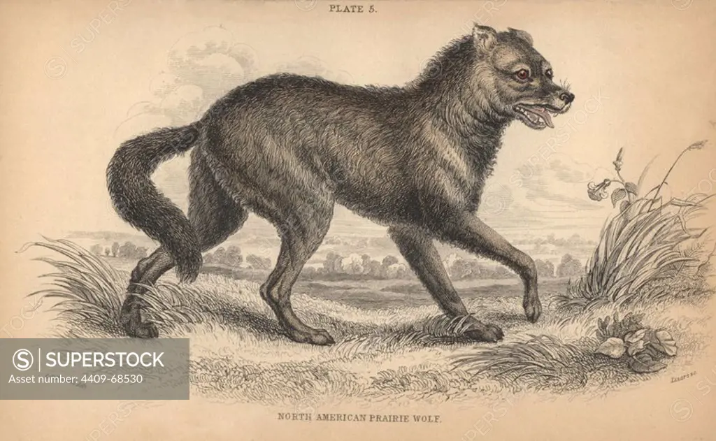 North American prairie wolf or coyote, Canis latrans. Handcoloured engraving on steel by William Lizars from a drawing by Colonel Charles Hamilton Smith from Sir William Jardine's "Naturalist's Library: Dogs" published by W. H. Lizars, Edinburgh, 1839.
