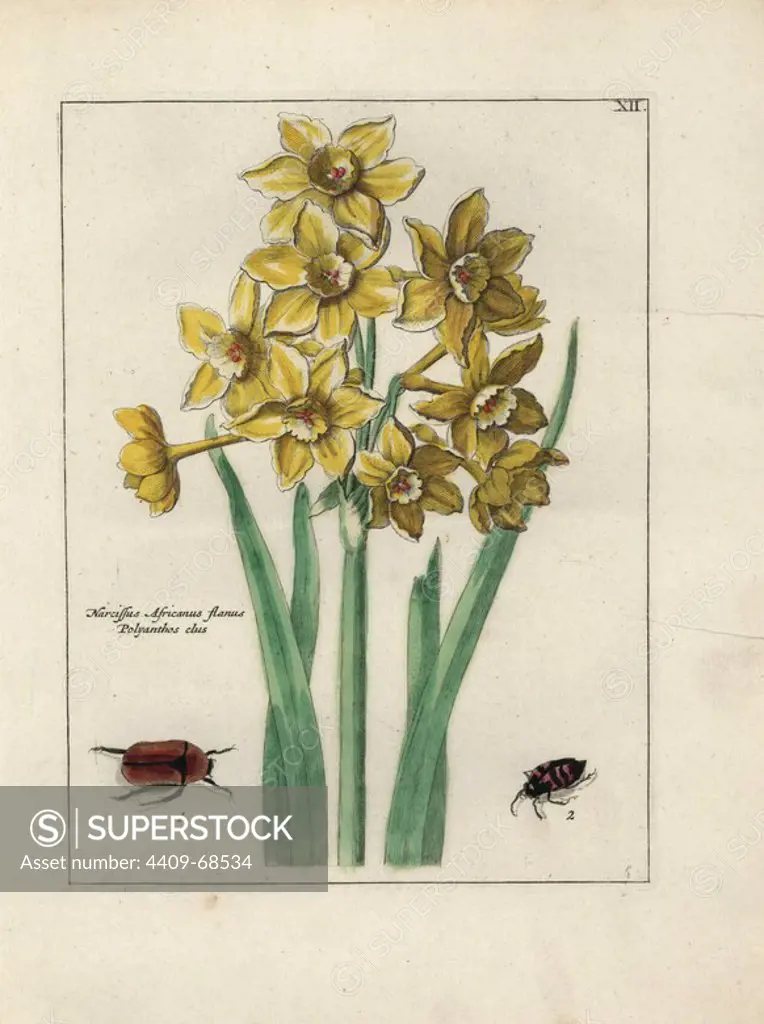 Daffodils, Narcissus Africanus, and beetles. Handcoloured copperplate botanical engraving from "Nederlandsch Bloemwerk" (Dutch Flower Arrangements), Amsterdam, J.B. Elwe, 1794. The artist of the fine plates is a mystery: the title bouquet has the signature of Paul Theodor van Brussel (1754-1795), the Dutch flower painter, and one auricula is "drawn from life" by A. Bres. According to Hunt, 30 plates show the influence of the famous French artist Nicolas Robert (1614-1685).