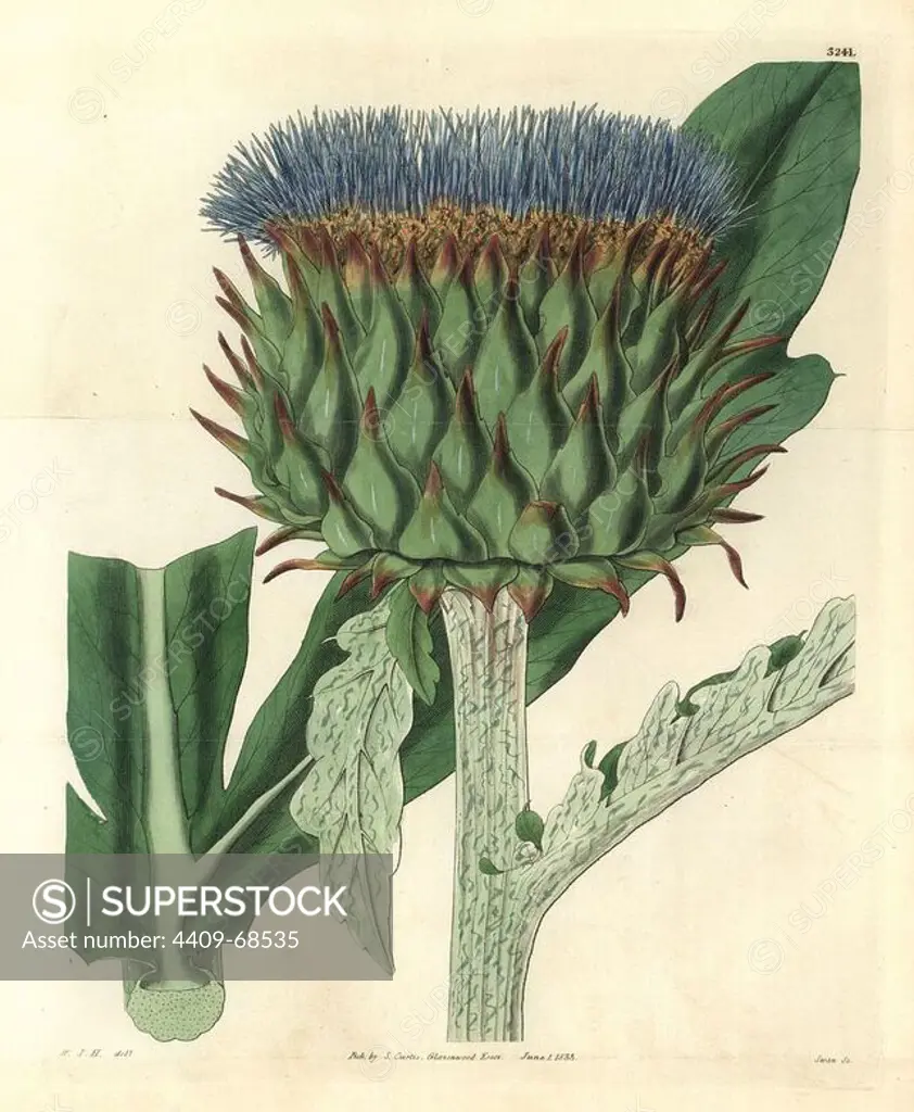 Common cardoon, Cynara cardunculus var. Illustration drawn by William Jackson Hooker, engraved by Swan. Handcolored copperplate engraving from William Curtis's "The Botanical Magazine," Samuel Curtis, 1833. Hooker (1785-1865) was an English botanist, writer and artist. He was Regius Professor of Botany at Glasgow University, and editor of Curtis' "Botanical Magazine" from 1827 to 1865. In 1841, he was appointed director of the Royal Botanic Gardens at Kew, and was succeeded by his son Joseph Dalton. Hooker documented the fern and orchid crazes that shook England in the mid-19th century in books such as "Species Filicum" (1846) and "A Century of Orchidaceous Plants" (1849). A gifted botanical artist himself, he wrote and illustrated "Flora Exotica" (1823) and several volumes of the "Botanical Magazine" after 1827.