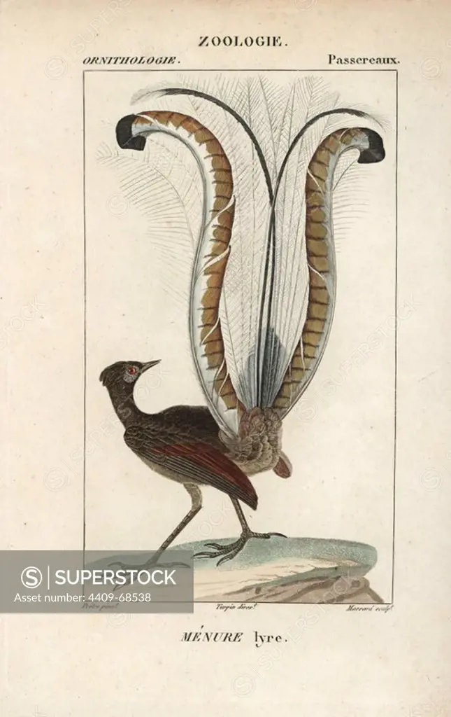 Superb lyrebird, Menura novaehollandiae. Handcoloured copperplate stipple engraving from Dumont de Sainte-Croix's "Dictionary of Natural Science: Ornithology," Paris, France, 1816-1830. Illustration by J. G. Pretre, engraved by Massard, directed by Pierre Jean-Francois Turpin, and published by F.G. Levrault. Jean Gabriel Pretre (1780~1845) was painter of natural history at Empress Josephine's zoo and later became artist to the Museum of Natural History. Turpin (1775-1840) is considered one of the greatest French botanical illustrators of the 19th century.