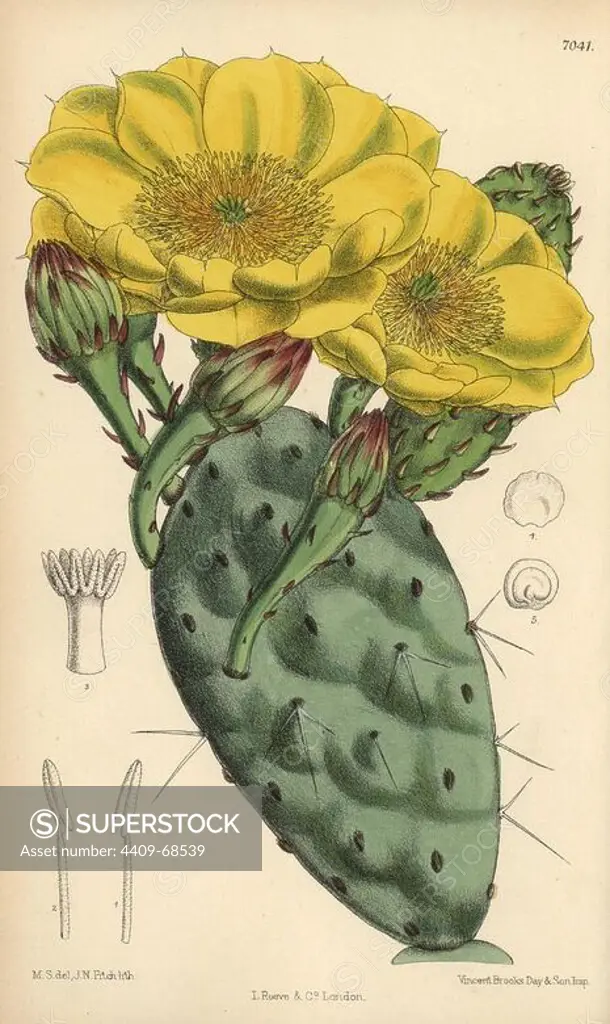 Opuntia rafinesquii, cactus with large yellow flowers, native of the United States of America. Hand-coloured botanical illustration drawn by Matilda Smith and lithographed by J.N. Fitch from Joseph Dalton Hooker's "Curtis's Botanical Magazine," 1889, L. Reeve & Co. A second-cousin and pupil of Sir Joseph Dalton Hooker, Matilda Smith (1854-1926) was the main artist for the Botanical Magazine from 1887 until 1920 and contributed 2,300 illustrations.
