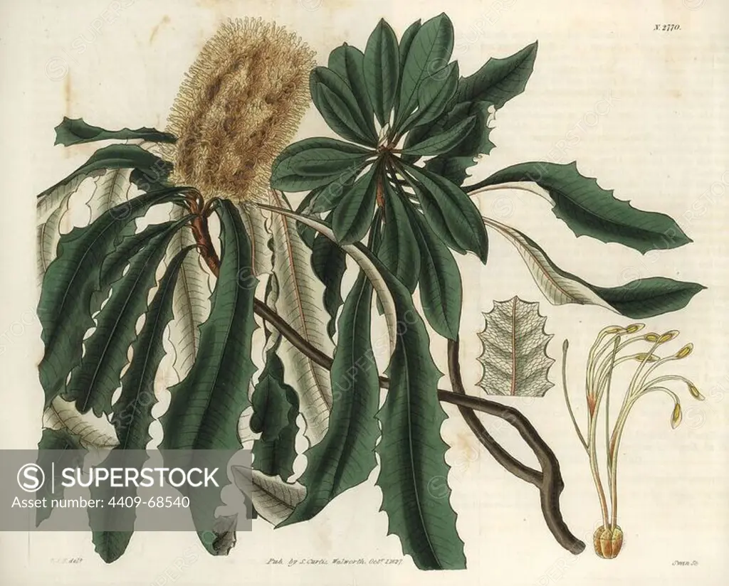 Banksia integrifolia. Entire-leaved banksia with two flowers and bracteae. Native to Australia, and named for Joseph Banks.. Illustration by WJ Hooker, engraved by Swan. Handcolored copperplate engraving from William Curtis's "The Botanical Magazine" 1827.. William Jackson Hooker (1785-1865) was an English botanist, writer and artist. He was Regius Professor of Botany at Glasgow University, and editor of Curtis's "Botanical Magazine" from 1827 to 1865. In 1841, he was appointed director of the Royal Botanic Gardens at Kew, and was succeeded by his son Joseph Dalton. Hooker documented the fern and orchid crazes that shook England in the mid-19th century in books such as "Species Filicum" (1846) and "A Century of Orchidaceous Plants" (1849). A gifted botanical artist himself, he wrote and illustrated "Flora Exotica" (1823) and several volumes of the "Botanical Magazine" after 1827.