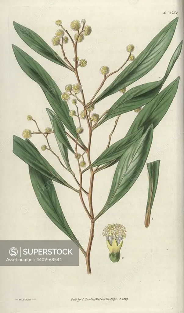 Acacia penninervis. Feather-nerved acacia, or hickory wattle, with pale yellow flowers. Native to Australia.. Illustration by WJ Hooker, engraved by Swan. Handcolored copperplate engraving from William Curtis's "The Botanical Magazine" 1827.. William Jackson Hooker (1785-1865) was an English botanist, writer and artist. He was Regius Professor of Botany at Glasgow University, and editor of Curtis' "Botanical Magazine" from 1827 to 1865. In 1841, he was appointed director of the Royal Botanic Gardens at Kew, and was succeeded by his son Joseph Dalton. Hooker documented the fern and orchid crazes that shook England in the mid-19th century in books such as "Species Filicum" (1846) and "A Century of Orchidaceous Plants" (1849). A gifted botanical artist himself, he wrote and illustrated "Flora Exotica" (1823) and several volumes of the "Botanical Magazine" after 1827.