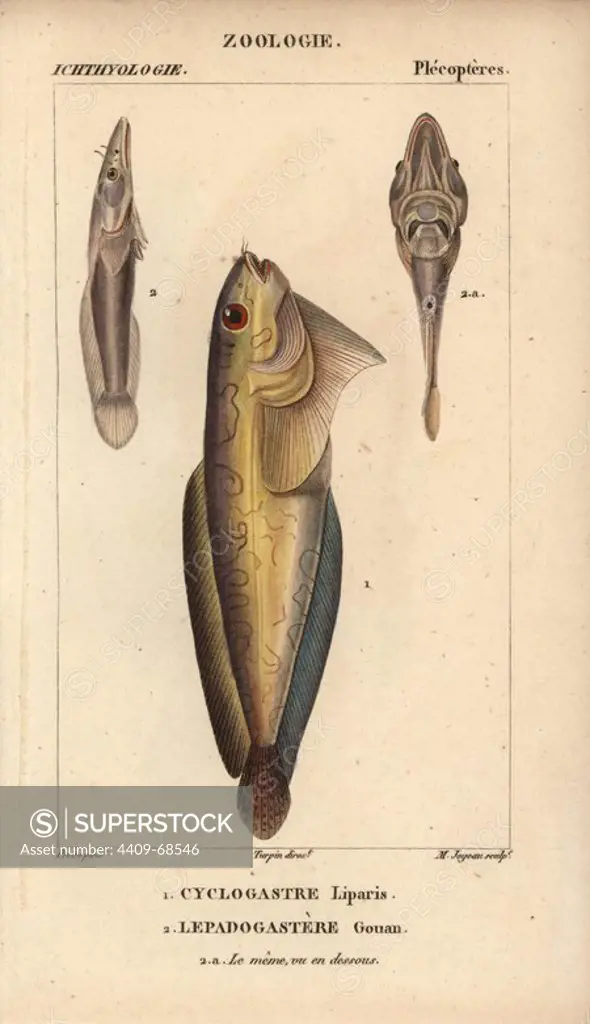 Snailfish, Cyclogastre liparis, Cyclogasterus liparis, and clingfish from side and below, Lepadogastere gouan, Lepadogaster lepadogaster. Handcoloured copperplate stipple engraving from Jussieu's "Dictionnaire des Sciences Naturelles" 1816-1830. The volumes on fish and reptiles were edited by Hippolyte Cloquet, natural historian and doctor of medicine. Illustration by J.G. Pretre, engraved by Massard, directed by Turpin, and published by F. G. Levrault. Jean Gabriel Pretre (1780~1845) was painter of natural history at Empress Josephine's zoo and later became artist to the Museum of Natural History.