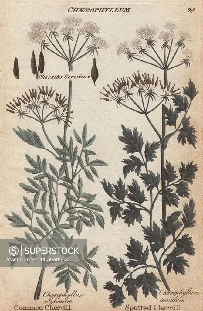 Common chervil, Chaerophyllum sylvestre, Anthriscus sylvestris, and spotted or rough chervil, Chaerophyllum temulum. Handcoloured copperplate engraving from Joshua Hamilton's "Culpeper's English Family Physician" 1792. Nicholas Culpeper (1616-1654) was an English botanist, herbalist and astrologer famous for his "Complete Herbal" of 1653.