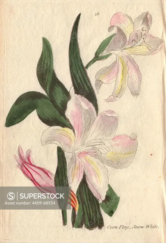 Snow-white cornflag, Gladiolus blandus (var. B), with white flowers tinged with pink and yellow.. Illustration by Henrietta Moriarty from "Fifty Plates of Greenhouse Plants" (1807), a re-issue of her own "Viridarium" (1806), with handcoloured copperplate engravings. Moriarty was a colonel's widow who turned to writing novels and illustrating botanical books to support her four children.