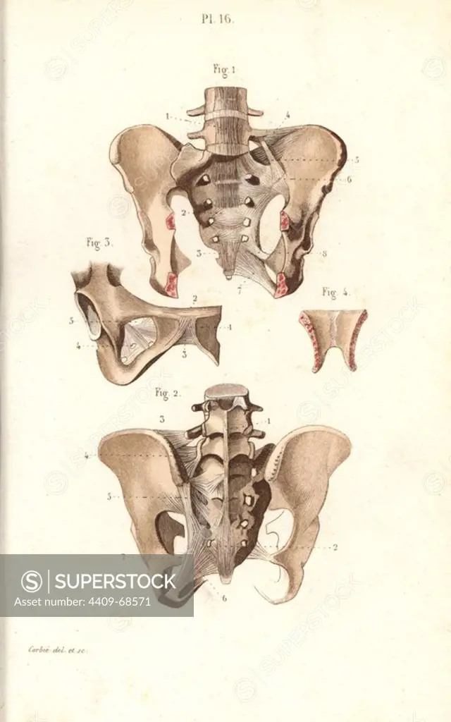 Pelvis front and back. Handcolored steel engraving by Demesne Corbie of a drawing by Laveille Corbie from Dr. Joseph Nicolas Masse's "Petit Atlas complet d'Anatomie descriptive du Corps Humain," Paris, 1864, published by Mequignon-Marvis. Masse's "Pocket Anatomy of the Human Body" was first published in 1848 and went through many editions.