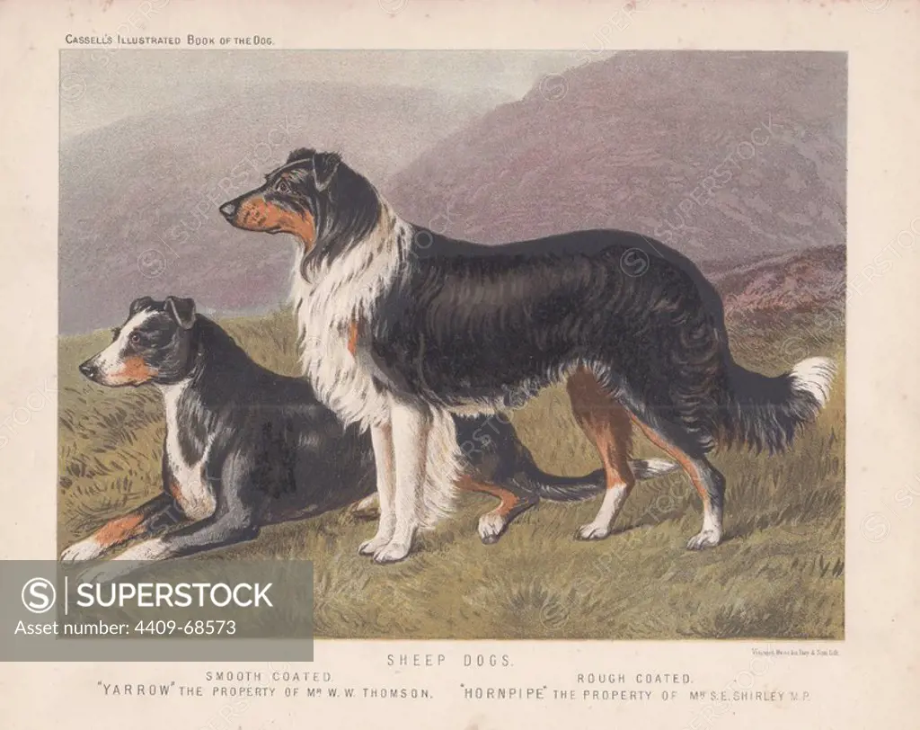 Sheep Dogs: smooth coated sheep dog "Yarrow" and rough-coated sheep dog "Hornpipe" Fine chromolithograph from Cassell's "Book of Dogs" 1881. Author Vero Kemball Shaw (1854-1905) wrote many books about dogs and horses, and encyclopedic guides to kennels, stables and poultry yards.