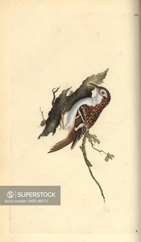 Brown creeper, Certhia familiaris. Handcoloured copperplate drawn and engraved by Edward Donovan from his own "Natural History of British Birds," London, 1794-1819. Edward Donovan (1768-1837) was an Anglo-Irish amateur zoologist, writer, artist and engraver. He wrote and illustrated a series of volumes on birds, fish, shells and insects, opened his own museum of natural history in London, but later he fell on hard times and died penniless.