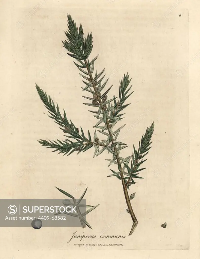 Branch and berries of common juniper, Juniperus communis. Handcolored copperplate engraving from a botanical illustration by James Sowerby from William Woodville and Sir William Jackson Hooker's "Medical Botany" 1832. The tireless Sowerby (1757-1822) drew over 2,500 plants for Smith's mammoth "English Botany" (1790-1814) and 440 mushrooms for "Coloured Figures of English Fungi " (1797) among many other works.