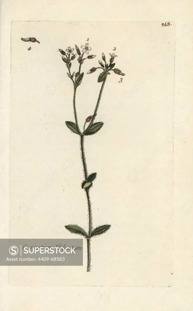 Mouse-ear chickweed, Cerastium vulgatum. Handcoloured botanical drawn and engraved by Pierre Bulliard from his own "Flora Parisiensis," 1776, Paris, P. F. Didot. Pierre Bulliard (1752-1793) was a famous French botanist who pioneered the three-colour-plate printing technique. His introduction to the flowers of Paris included 640 plants.