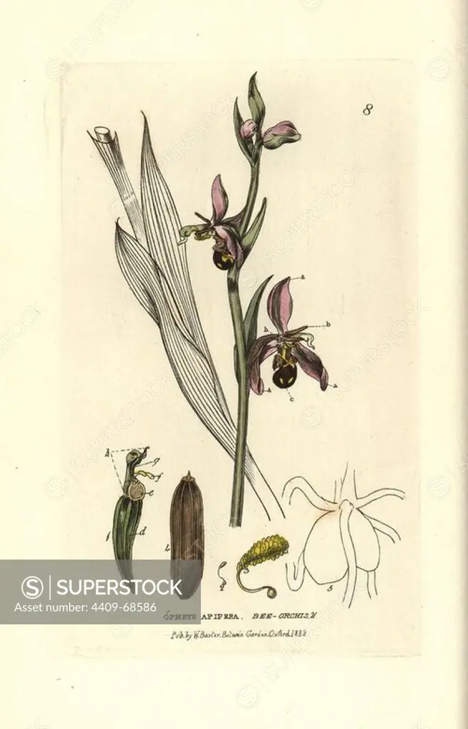 Bee orchis, Ophrys apidera. Handcoloured copperplate engraving from a drawing by Isaac Russell from William Baxter's "British Phaenogamous Botany" 1834. Scotsman William Baxter (1788-1871) was the curator of the Oxford Botanic Garden from 1813 to 1854.