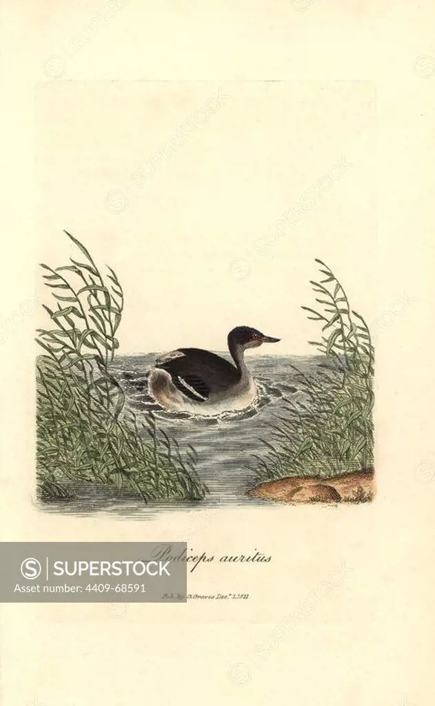 Horned grebe, Podiceps auritus. Handcoloured copperplate drawn and engraved by George Graves from his own "British Ornithology," Walworth, 1821. Graves was a bookseller, publisher, artist, engraver and colorist and worked on botanical and ornithological books.