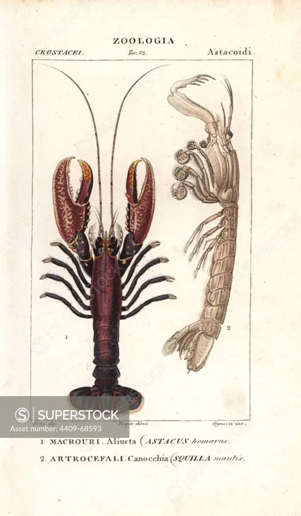 Spiny lobster, Panulirus homarus, and mantis shrimp, Squilla mantis. Handcoloured copperplate stipple engraving from Jussieu's "Dictionary of Natural Science," Florence, Italy, 1837. Illustration by J. G. Pretre, engraved by Cignozzi, directed by Pierre Jean-Francois Turpin, and published by Batelli e Figli. Jean Gabriel Pretre (1780~1845) was painter of natural history at Empress Josephine's zoo and later became artist to the Museum of Natural History.