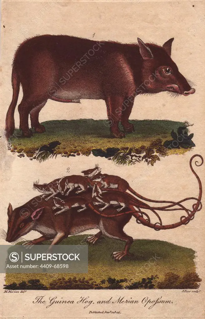 Guinea hog and Merian opossum. Sus scrofa, Didelphys murina. Hand-colored copperplate engraving from a drawing by Maria Sybilla Merian from Ebenezer Sibly's "Universal System of Natural History" 1794. The prolific Sibly published his Universal System of Natural History in 1794~1796 in five volumes covering the three natural worlds of fauna, flora and geology. The series included illustrations of mythical beasts such as the sukotyro and the mermaid, and depicted sloths sitting on the ground (instead of hanging from trees) and a domesticated female orang utan wearing a bandana. The engravings were by J. Pass, J. Chapman and Barlow copied from original drawings by famous natural history artists George Edwards, Albertus Seba, Maria Sybilla Merian, and Johann Ihle.