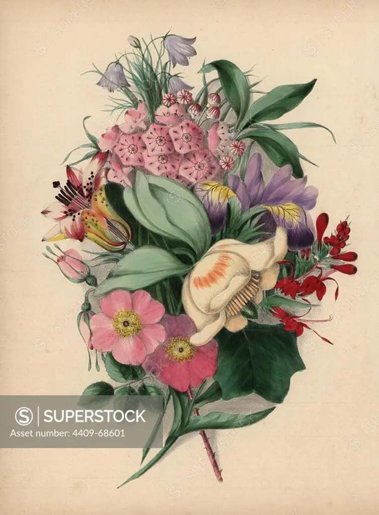 Bouquet of wild flowers. Yellow tulip tree, pink wild roses, crimson cardinal flower, blue harebells, wood lily, etc.. Illustration by Clarissa Badger, nee Munger, from "Wild Flowers, Drawn and Colored from Nature," New York, 1859. Clarissa Munger (1806-1889) was born into an artistic family in East Guilford, Connecticut. Her father George was an engraver and miniaturist, and her sister Caroline painted portraits. Clarissa married the Rev. Milton Badger in 1828, and in 1848 published "Forget Me Not" with original watercolors, believed to be the prototype "Wild Flowers" (1859) with 22 lithographs and "Floral Belles" (1867) with 16 plates.