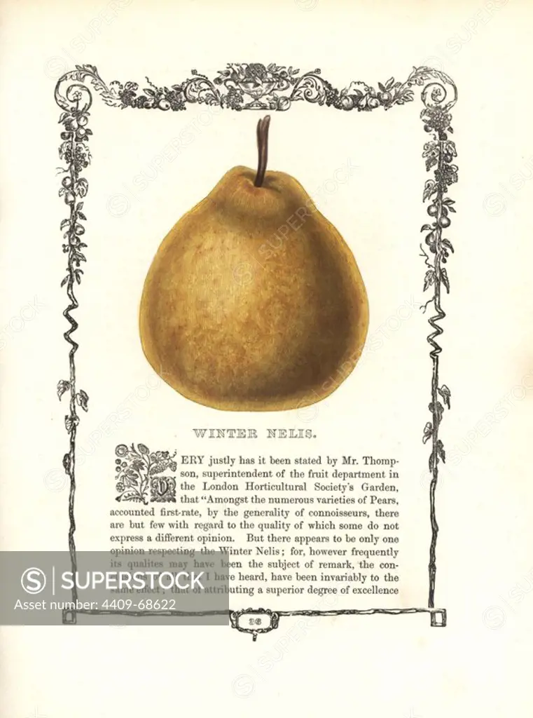 Winter Nelis pear, Pyrus communis, within a Della Robbia ornamental frame with text below. Handcoloured glyphograph from Benjamin Maund's "The Fruitist," London, 1850, Groombridge and Sons. Maund (17901863) was a pharmacist, botanist, printer, bookseller and publisher of "The Botanic Garden" and "The Botanist.".