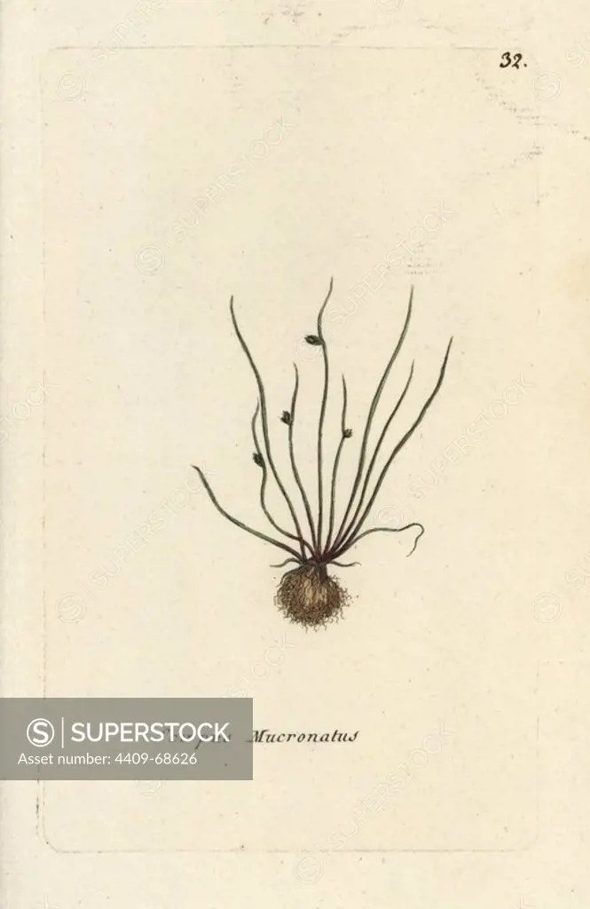 Bog bulrush, Scirpus mucronatus. Handcoloured botanical drawn and engraved by Pierre Bulliard from his own "Flora Parisiensis," 1776, Paris, P.F. Didot. Pierre Bulliard (1752-1793 was a famous French botanist who pioneered the three-colour-plate printing technique. His introduction to the flowers of Paris included 640 plants.