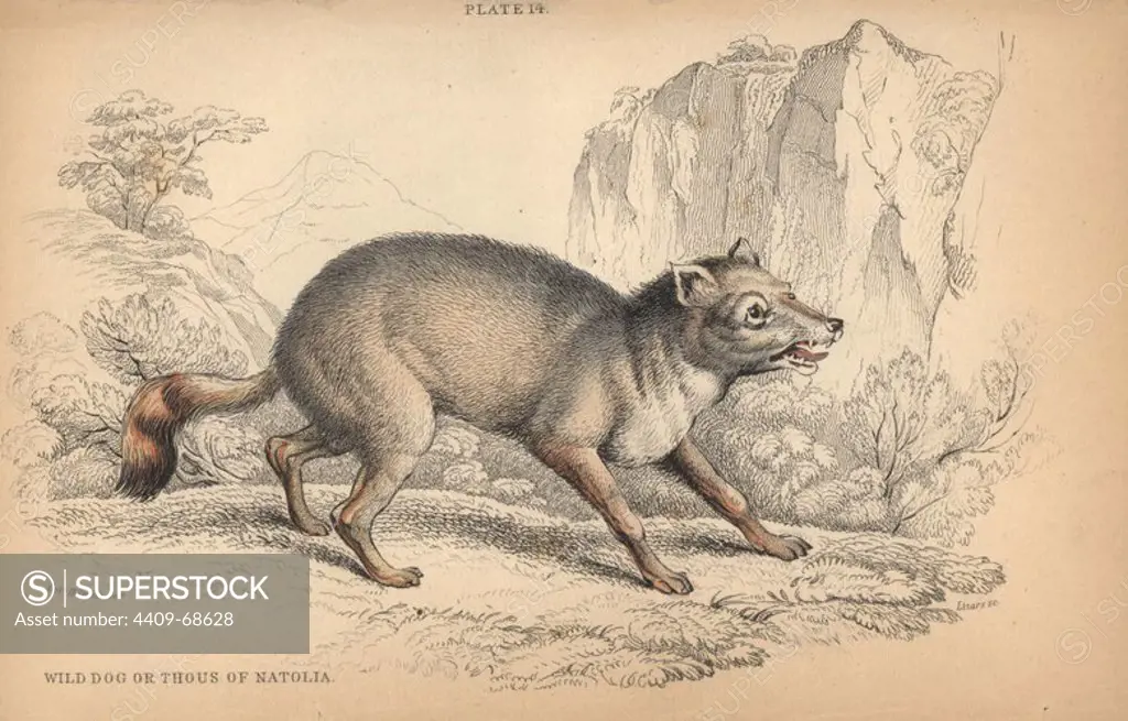 Wild dog of Natolia, Thous acmon. Perhaps the Schib of Syria. Current name unknown. Handcoloured engraving on steel by William Lizars from a drawing by Colonel Charles Hamilton Smith from Sir William Jardine's "Naturalist's Library: Dogs" published by W. H. Lizars, Edinburgh, 1839.