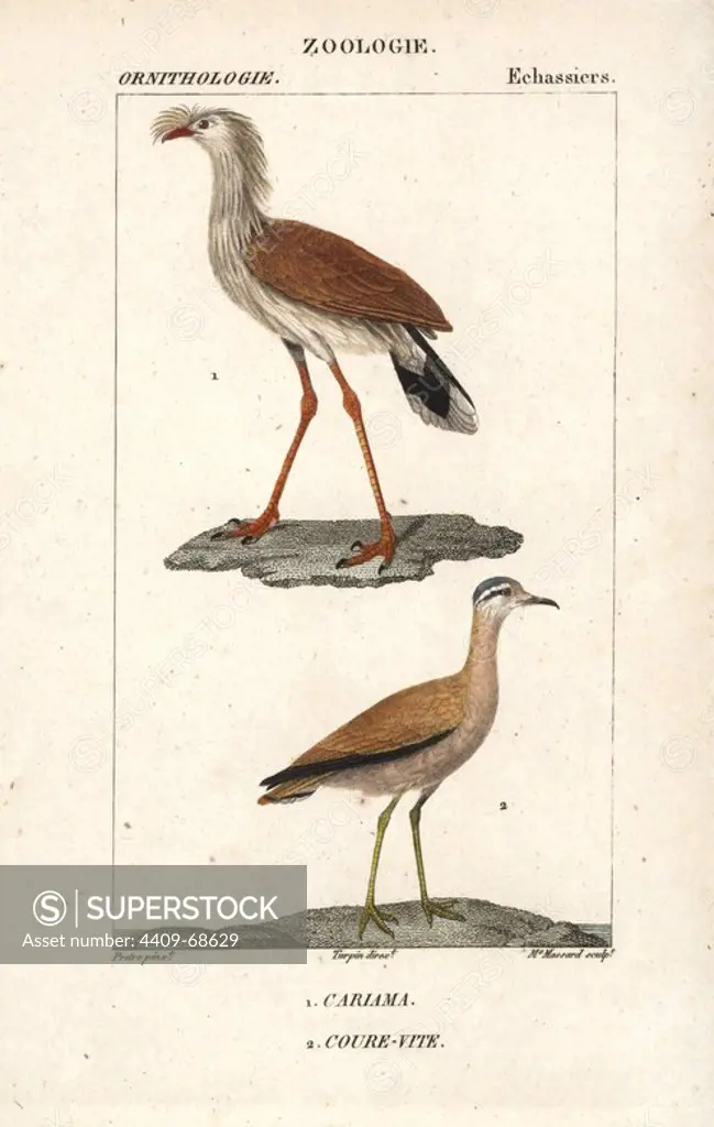 Red-legged seriema, Cariama cristata, and cream-coloured courser, Cursorius cursor. Handcoloured copperplate stipple engraving from Dumont de Sainte-Croix's "Dictionary of Natural Science: Ornithology," Paris, France, 1816-1830. Illustration by J. G. Pretre, engraved by Madame Massard, directed by Pierre Jean-Francois Turpin, and published by F.G. Levrault. Jean Gabriel Pretre (1780~1845) was painter of natural history at Empress Josephine's zoo and later became artist to the Museum of Natural History. Turpin (1775-1840) is considered one of the greatest French botanical illustrators of the 19th century.