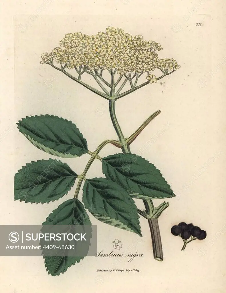 Common black elder tree, Sambucus nigra. Handcoloured copperplate engraving from a botanical illustration by James Sowerby from William Woodville and Sir William Jackson Hooker's "Medical Botany," John Bohn, London, 1832. The tireless Sowerby (1757-1822) drew over 2, 500 plants for Smith's mammoth "English Botany" (1790-1814) and 440 mushrooms for "Coloured Figures of English Fungi " (1797) among many other works.