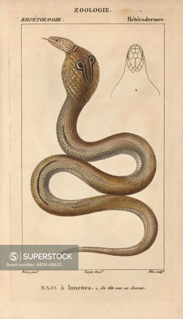Indian cobra, spectacled cobra, naja a lunettes, Naja naja. Poisonous snake. Handcoloured copperplate stipple engraving from Jussieu's "Dictionnaire des Sciences Naturelles" 1816-1830. The volumes on fish and reptiles were edited by Hippolyte Cloquet, natural historian and doctor of medicine. Illustration by J.G. Pretre, engraved by Plee, directed by Turpin, and published by F. G. Levrault. Jean Gabriel Pretre (1780~1845) was painter of natural history at Empress Josephine's zoo and later became artist to the Museum of Natural History.