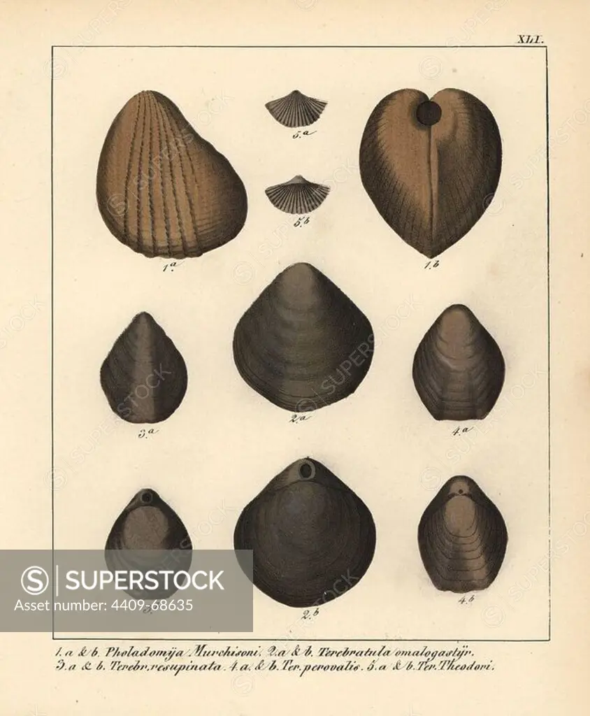 Extinct bivalve mollusks: Pholadomya Murchisoni, Terebratula omalogogastyr, T. resupinata, T. perovalis and T. Theodori. Handcoloured lithograph by an unknown artist from Dr. F.A. Schmidt's "Petrefactenbuch," published in Stuttgart, Germany, 1855 by Verlag von Krais & Hoffmann. Dr. Schmidt's "Book of Petrification" introduced fossils and palaeontology to both the specialist and general reader.