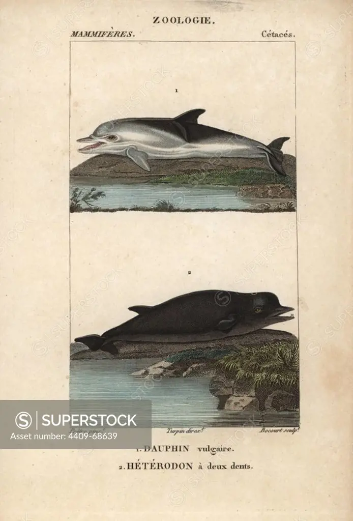 Short-beaked common dolphin, Delphinus delphis, and Hyperoodon ampullatus, North Atlantic bottlenose whale. Handcoloured copperplate stipple engraving from Frederic Cuvier's "Dictionary of Natural Science: Mammals," Paris, France, 1816. Illustration by J. G. Pretre, engraved by Bocourt, directed by Pierre Jean-Francois Turpin, and published by F.G. Levrault. Jean Gabriel Pretre (1780~1845) was painter of natural history at Empress Josephine's zoo and later became artist to the Museum of Natural History. Turpin (1775-1840) is considered one of the greatest French botanical illustrators of the 19th century.
