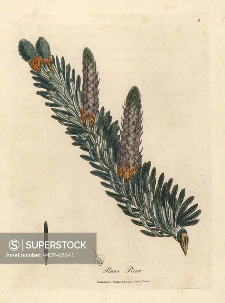 Silver fir tree, Abies alba. Handcoloured copperplate engraving from a botanical illustration by James Sowerby from William Woodville and Sir William Jackson Hooker's "Medical Botany," John Bohn, London, 1832. The tireless Sowerby (1757-1822) drew over 2, 500 plants for Smith's mammoth "English Botany" (1790-1814) and 440 mushrooms for "Coloured Figures of English Fungi " (1797) among many other works.