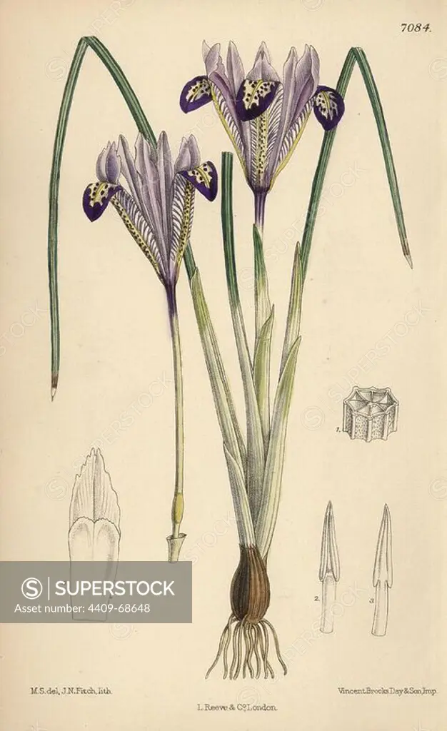 Iris bakeriana, violet-flowered iris native to Armenia. Hand-coloured botanical illustration drawn by Matilda Smith and lithographed by John Nugent Fitch from Joseph Dalton Hooker's "Curtis's Botanical Magazine," 1889, L. Reeve & Co. A second-cousin and pupil of Sir Joseph Dalton Hooker, Matilda Smith (1854-1926) was the main artist for the Botanical Magazine from 1887 until 1920 and contributed 2,300 illustrations.