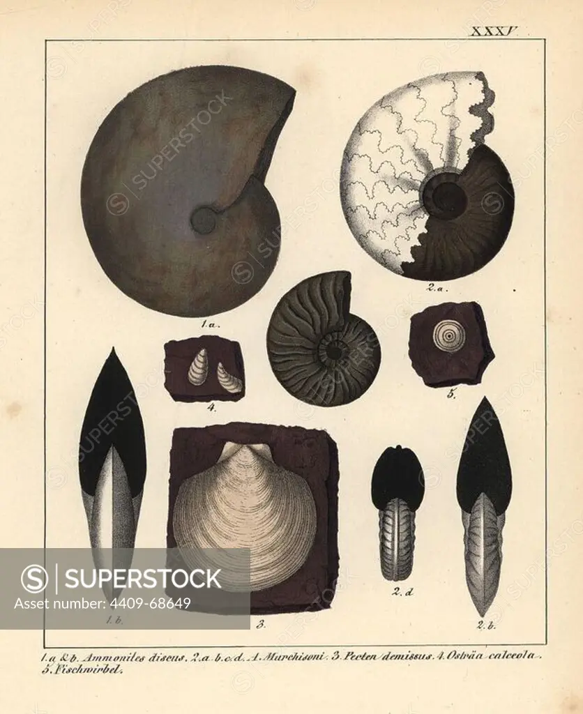 Extinct fossil gastropods and oysters: Ammonites discus, A. Murchisoni, Pecten demissus and Ostraa calceola. Handcoloured lithograph by an unknown artist from Dr. F.A. Schmidt's "Petrefactenbuch," published in Stuttgart, Germany, 1855 by Verlag von Krais & Hoffmann. Dr. Schmidt's "Book of Petrification" introduced fossils and palaeontology to both the specialist and general reader.