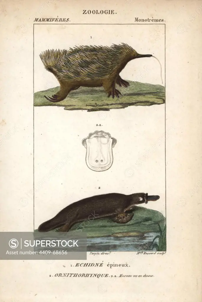 Short-beaked echidna, Tachyglossus aculeatus, and platypus, Ornithorhynchus anatinus. Handcoloured copperplate stipple engraving from Frederic Cuvier's "Dictionary of Natural Science: Mammals," Paris, France, 1816. Illustration by J. G. Pretre, engraved by Massard, directed by Pierre Jean-Francois Turpin, and published by F.G. Levrault. Jean Gabriel Pretre (1780~1845) was painter of natural history at Empress Josephine's zoo and later became artist to the Museum of Natural History. Turpin (1775-1840) is considered one of the greatest French botanical illustrators of the 19th century.