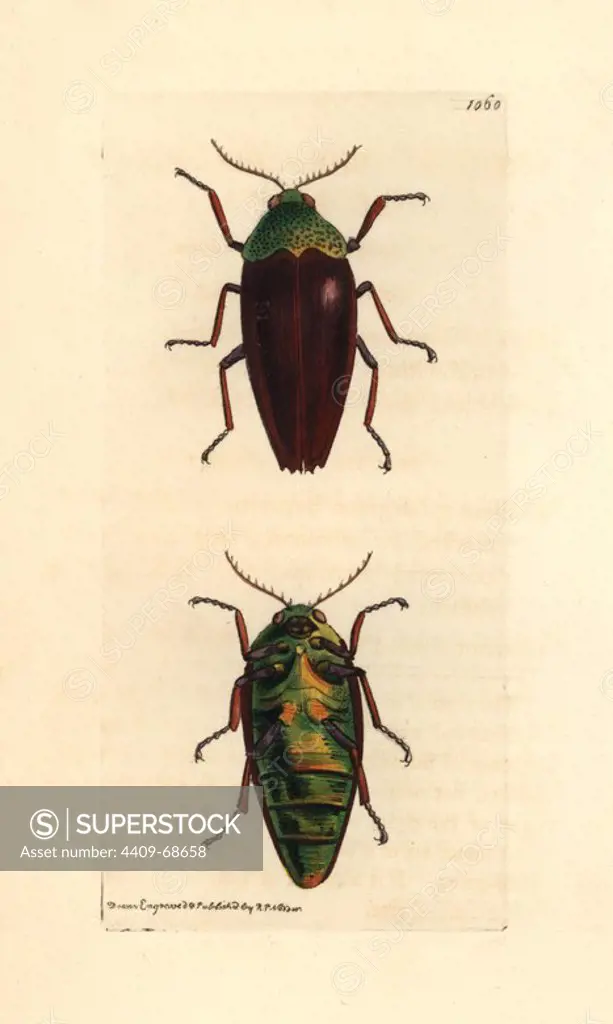 Chesnut shelled Indian buprestis, Buprestis chrysis. Illustration drawn and engraved by Richard Polydore Nodder. Handcolored copperplate engraving from George Shaw and Frederick Nodder's "The Naturalist's Miscellany" 1812. Most of the 1,064 illustrations of animals, birds, insects, crustaceans, fishes, marine life and microscopic creatures for the Naturalist's Miscellany were drawn by George Shaw, Frederick Nodder and Richard Nodder, and engraved and published by the Nodder family. Frederick drew and engraved many of the copperplates until his death around 1800, and son Richard (1774~1823) was responsible for the plates signed RN or RPN. Richard exhibited at the Royal Academy and became botanic painter to King George III.