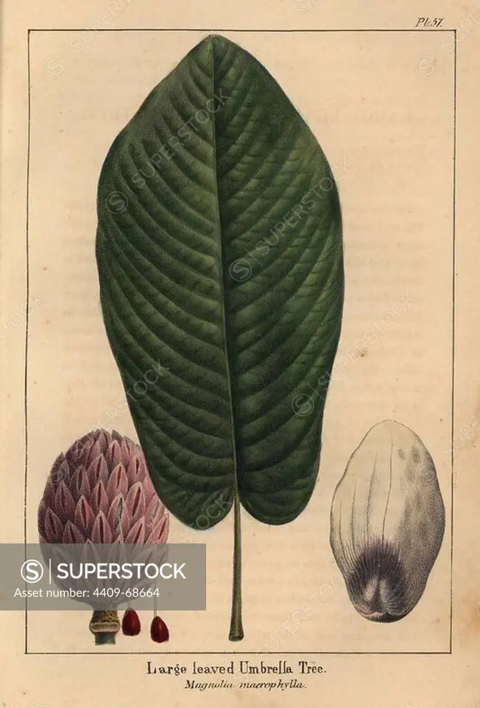 Leaf, cone and petal of the large-leaved umbrella tree, Magnolia macrophylla. Handcolored stipple engraving of a botanical illustration from Francois Andre Michaux's "North American Sylva," Philadelphia, 1857. French botanist Michaux (1770-1855) explored America and Canada in 1785 cataloging its native trees. The illustrations were by Pierre Joseph Redoute, Henri Joseph Redoute, and Pancrace Bessa.