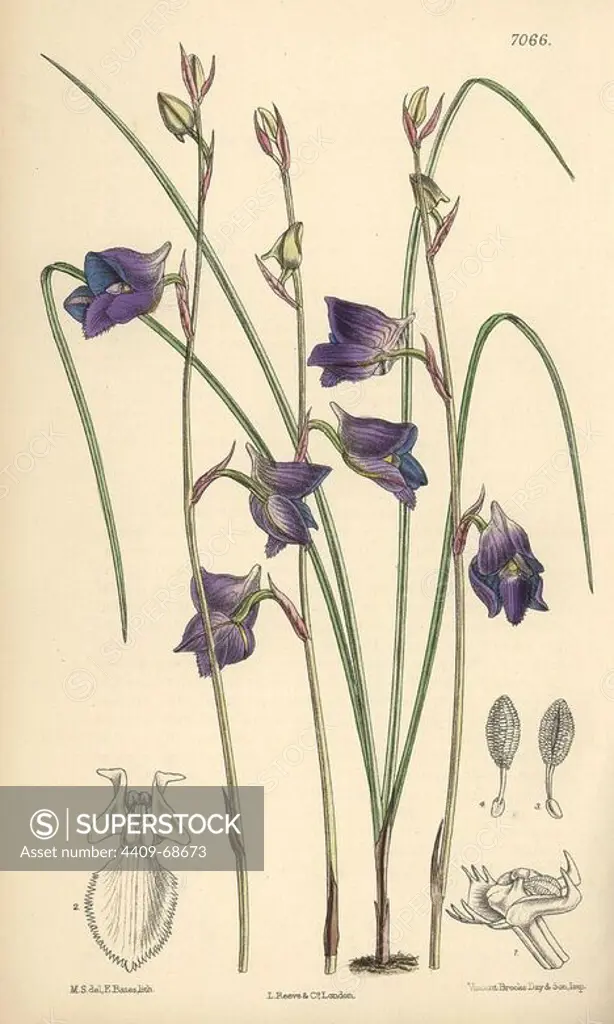 Disa lacera var. multifida, blue orchid native to Cape Town, South Africa. Hand-coloured botanical illustration drawn by Matilda Smith and lithographed by E. Bates from Joseph Dalton Hooker's "Curtis's Botanical Magazine," 1889, L. Reeve & Co. A second-cousin and pupil of Sir Joseph Dalton Hooker, Matilda Smith (1854-1926) was the main artist for the Botanical Magazine from 1887 until 1920 and contributed 2,300 illustrations.