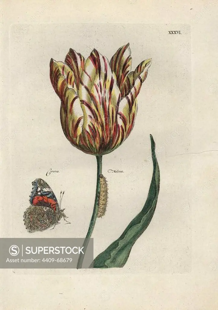 Corona Melina tulip, Tulipa gesneriana, with caterpillar and butterfly. Handcoloured copperplate botanical engraving from "Nederlandsch Bloemwerk" (Dutch Flower Arrangements), Amsterdam, J.B. Elwe, 1794. The artist of the fine plates is a mystery: the title bouquet has the signature of Paul Theodor van Brussel (1754-1795), the Dutch flower painter, and one auricula is "drawn from life" by A. Bres. According to Hunt, 30 plates show the influence of the famous French artist Nicolas Robert (1614-1685).Nederlandsch; Bloemwerk; Dutch; Flower; Arrangements; Amsterdam; Elwe; 1794, handcoloured, copperplate, botanical, engraving, floral, Paul, Theodor, Brussel, Bres, Nicolas, Robert, Diverses, fleurs, 1660, 17th, century, French, artist, painter, illustration, garden,.