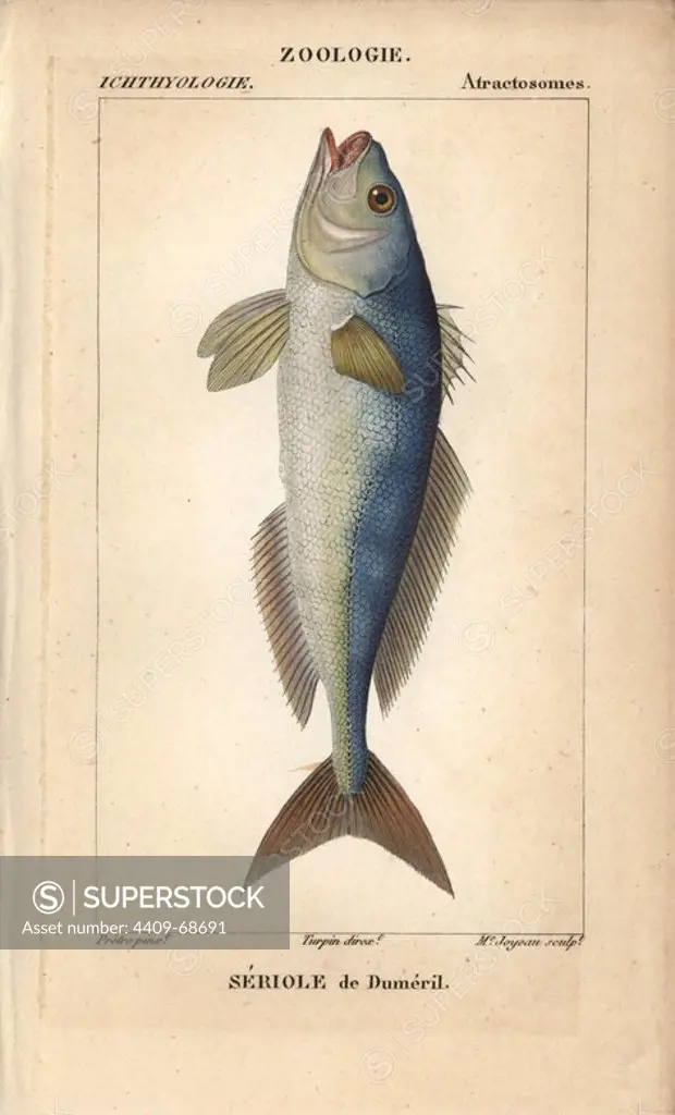 Greater amberjack, seriole de dumeril, Seriola dumerili. Handcoloured copperplate stipple engraving from Jussieu's "Dictionnaire des Sciences Naturelles" 1816-1830. The volumes on fish and reptiles were edited by Hippolyte Cloquet, natural historian and doctor of medicine. Illustration by J.G. Pretre, engraved by Madame Joyeau, directed by Turpin, and published by F. G. Levrault. Jean Gabriel Pretre (1780~1845) was painter of natural history at Empress Josephine's zoo and later became artist to the Museum of Natural History.