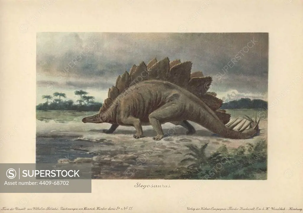 Stegosaurus armatus is a type of armored dinosaur from the Late Jurassic period with distinctive tail spikes and plates along its spine. Colour printed illustration by Heinrich Harder from "Tiere der Urwelt" Animals of the Prehistoric World, 1916, Hamburg. Heinrich Harder (1858-1935) was a German landscape artist and book illustrator. These images come from a series of prehistoric creature cards published by the Reichardt Cocoa company in 1908. Natural historian Wilhelm Bolsche wrote the descriptive text.