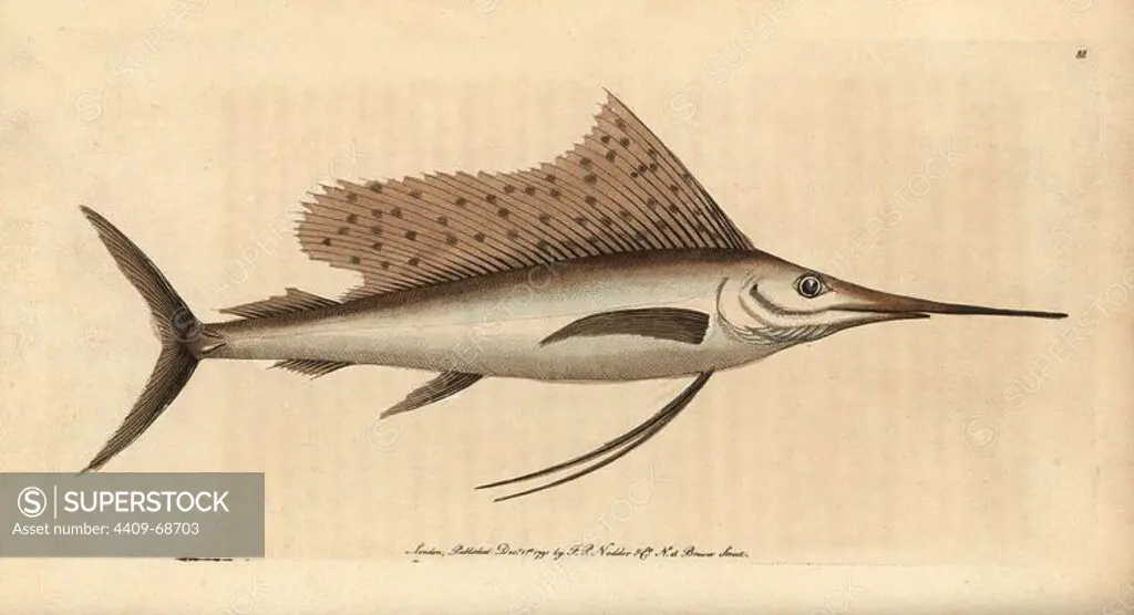 Indo-Pacific sailfish, Istiophorus platypterus. Illustration signed N (Frederick Nodder).. Handcolored copperplate engraving from George Shaw and Frederick Nodder's "The Naturalist's Miscellany" 1791.. Frederick Polydore Nodder (1751~1801) was a gifted natural history artist and engraver. Nodder honed his draftsmanship working on Captain Cook and Joseph Banks' Florilegium and engraving Sydney Parkinson's sketches of Australian plants. He was made "botanic painter to her majesty" Queen Charlotte in 1785. Nodder also drew the botanical studies in Thomas Martyn's Flora Rustica (1792) and 38 Plates (1799). Most of the 1,064 illustrations of animals, birds, insects, crustaceans, fishes, marine life and microscopic creatures for the Naturalist's Miscellany were drawn, engraved and published by Frederick Nodder's family. Frederick himself drew and engraved many of the copperplates until his death. His wife Elizabeth is credited as publisher on the volumes after 1801. Their son Richard Polydo